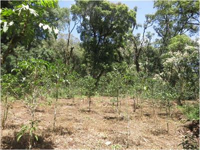 Challenges in conserving forest ecosystems through coffee certification: a case study from southwestern Ethiopia
